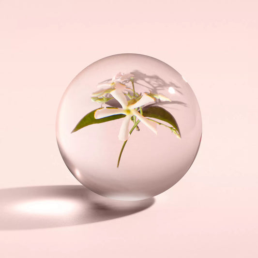 Jasmine & Sun Rose Bodylotion